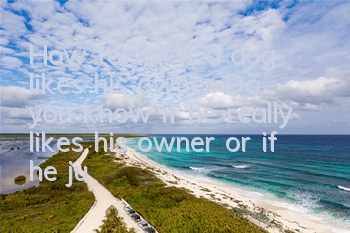 THow to tell if a dog likes his owner? Do you know if he really likes his owner or if he just wants to eat him?