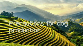 TPrecautions for dog production