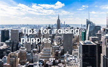 TTips for raising puppies