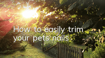 THow to easily trim your pet’s nails