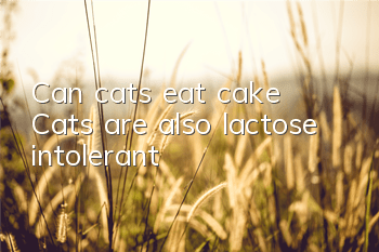 Can cats eat cake? Cats are also lactose intolerant!
