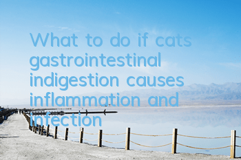 TWhat to do if cats’ gastrointestinal indigestion causes inflammation and infection