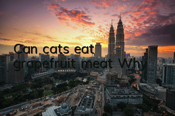 TCan cats eat grapefruit meat? Why?