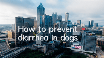 THow to prevent diarrhea in dogs