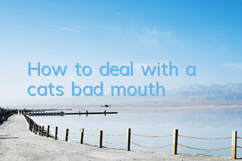 THow to deal with a cat’s bad mouth