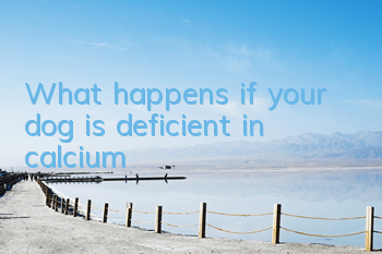 TWhat happens if your dog is deficient in calcium?