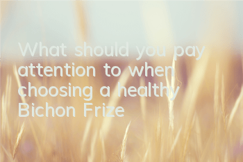 TWhat should you pay attention to when choosing a healthy Bichon Frize?