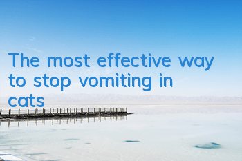 The most effective way to stop vomiting in cats
