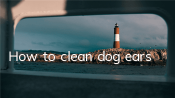 THow to clean dog ears