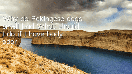 Why do Pekingese dogs smell bad? What should I do if I have body odor?