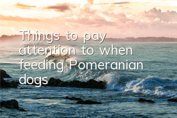 TThings to pay attention to when feeding Pomeranian dogs