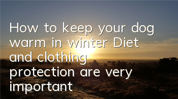 THow to keep your dog warm in winter? Diet and clothing protection are very important!