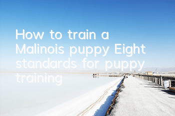 THow to train a Malinois puppy? Eight standards for puppy training!