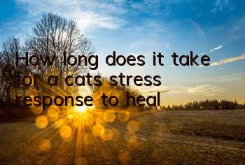 How long does it take for a cat’s stress response to heal?