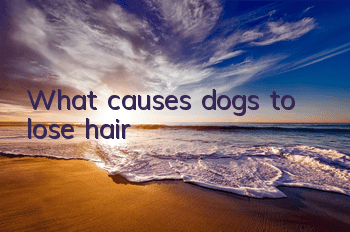TWhat causes dogs to lose hair?
