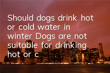 Should dogs drink hot or cold water in winter? Dogs are not suitable for drinking hot or cold water!