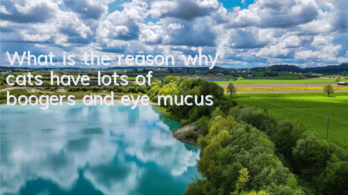 What is the reason why cats have lots of boogers and eye mucus?