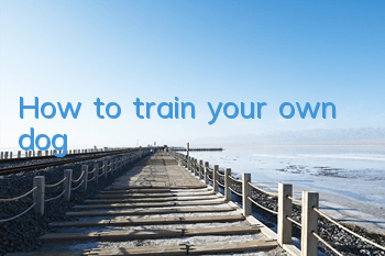 THow to train your own dog?