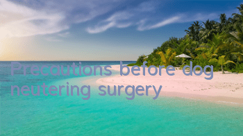 TPrecautions before dog neutering surgery
