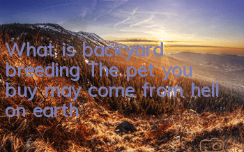 TWhat is backyard breeding? The pet you buy may come from hell on earth