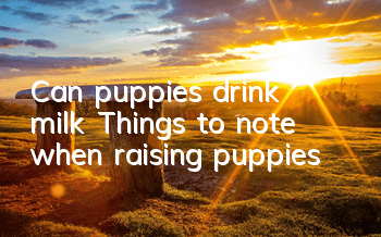 TCan puppies drink milk? Things to note when raising puppies!