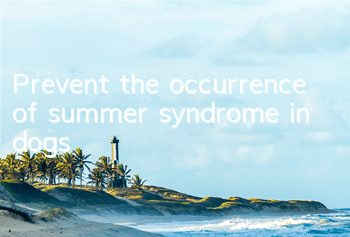 TPrevent the occurrence of summer syndrome in dogs