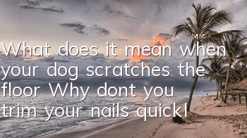 TWhat does it mean when your dog scratches the floor? Why don’t you trim your nails quickly?