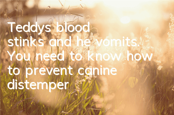 Teddy's blood stinks and he vomits. You need to know how to prevent canine distemper!