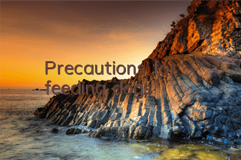 Precautions for feeding dogs