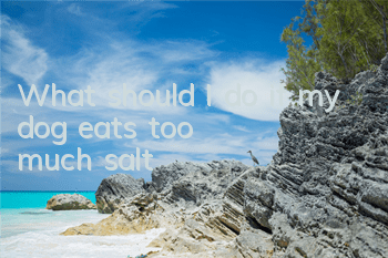 What should I do if my dog ​​eats too much salt?