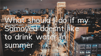 What should I do if my Samoyed doesn’t like to drink water in summer?