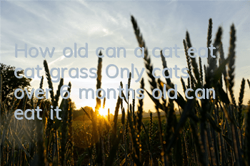 THow old can a cat eat cat grass? Only cats over 6 months old can eat it!