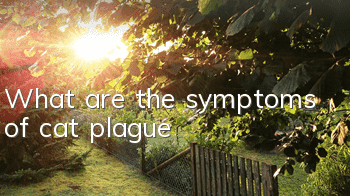 TWhat are the symptoms of cat plague?
