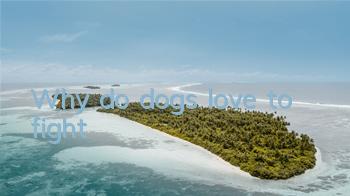 Why do dogs love to fight?