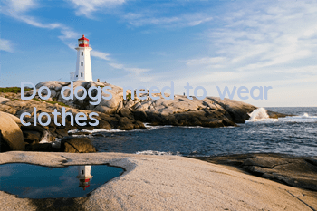 Do dogs need to wear clothes?