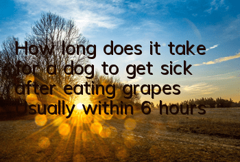 How long does it take for a dog to get sick after eating grapes? Usually within 6 hours