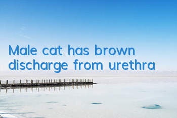 TMale cat has brown discharge from urethra