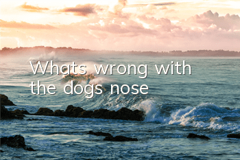 What's wrong with the dog's nose?