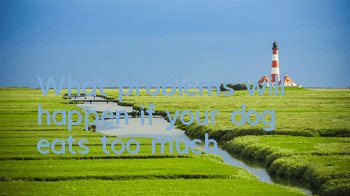 TWhat problems will happen if your dog eats too much?