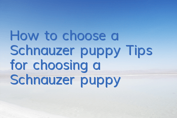 THow to choose a Schnauzer puppy? Tips for choosing a Schnauzer puppy!