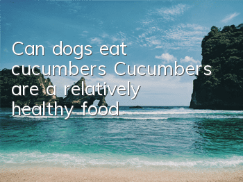 TCan dogs eat cucumbers? Cucumbers are a relatively healthy food!