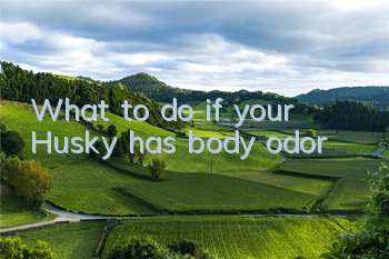 TWhat to do if your Husky has body odor