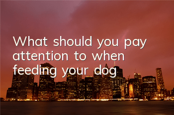 What should you pay attention to when feeding your dog?