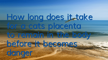 THow long does it take for a cat’s placenta to remain in the body before it becomes dangerous?