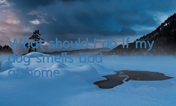 TWhat should I do if my dog ​​smells bad at home?