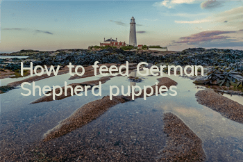 THow to feed German Shepherd puppies?