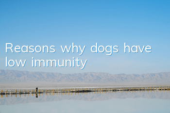 TReasons why dogs have low immunity