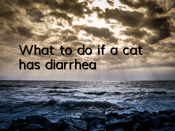TWhat to do if a cat has diarrhea