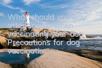 What should you pay attention to when vaccinating your dog? Precautions for dog vaccination!