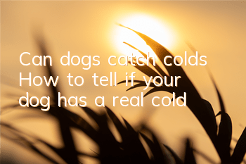 TCan dogs catch colds? How to tell if your dog has a real cold?